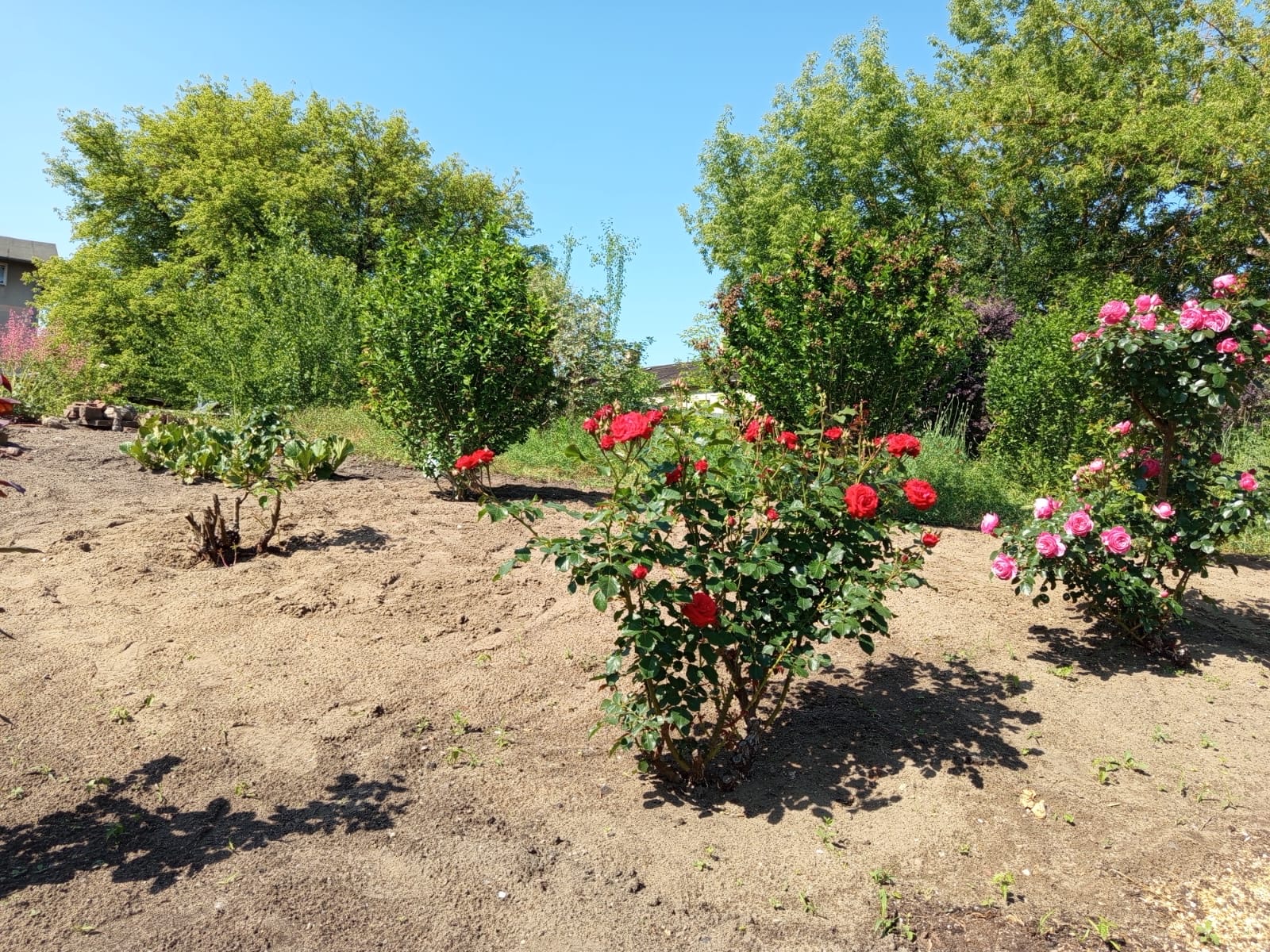 Blühender Rosengarten auf dem Berg der Hoffnung